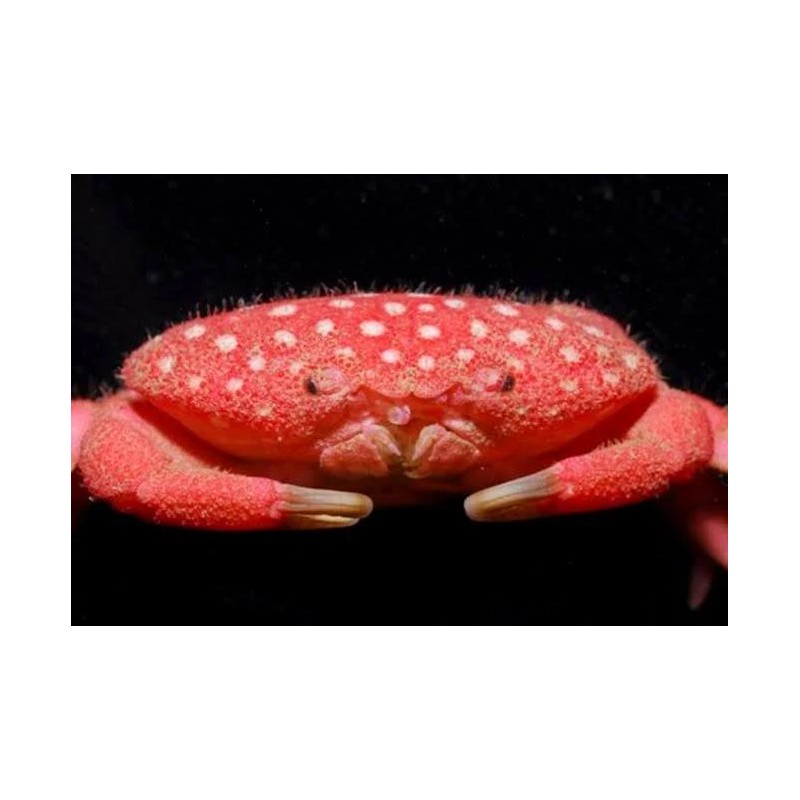 Neoliomera pubescens (Crabe fraise)