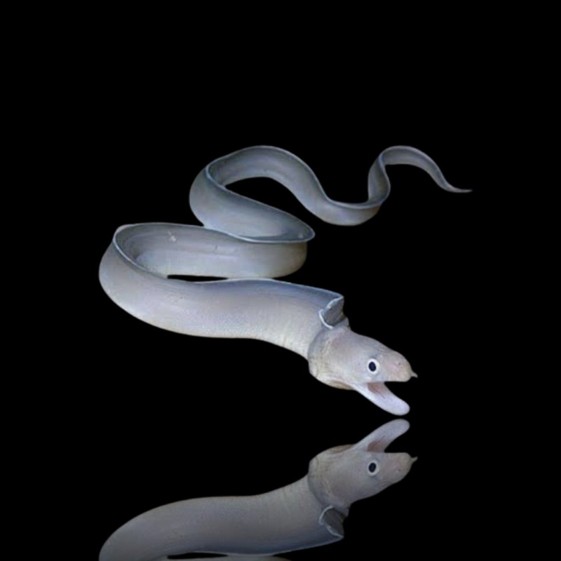 Pseudechidna Brummeri | Coralandfishstore.nl Pseudechidna Brummeri | Coralandfishstore.nl