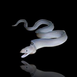 Pseudechidna Brummeri | Coralandfishstore.nl