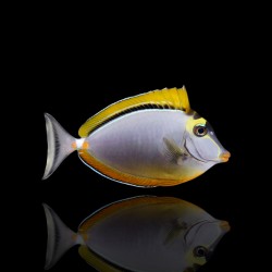 Naso Elegans| Coralandfishstore.nl