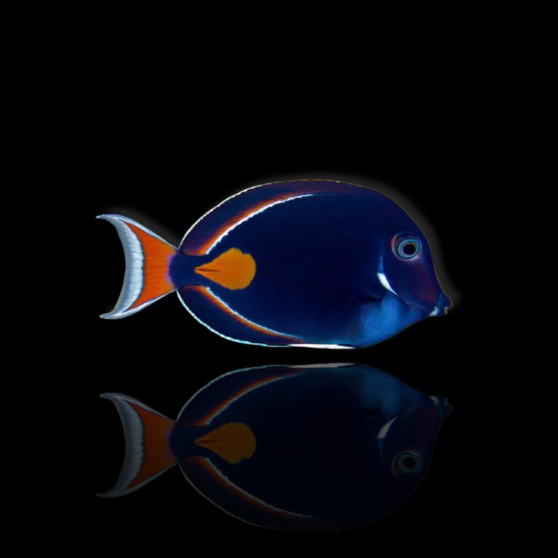 Acanthurus Achilles kaufen?| Coralandfishstore.nl