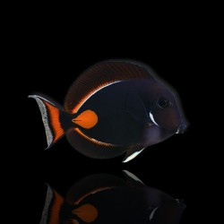 Acanthurus Achilles kaufen?| Coralandfishstore.nl