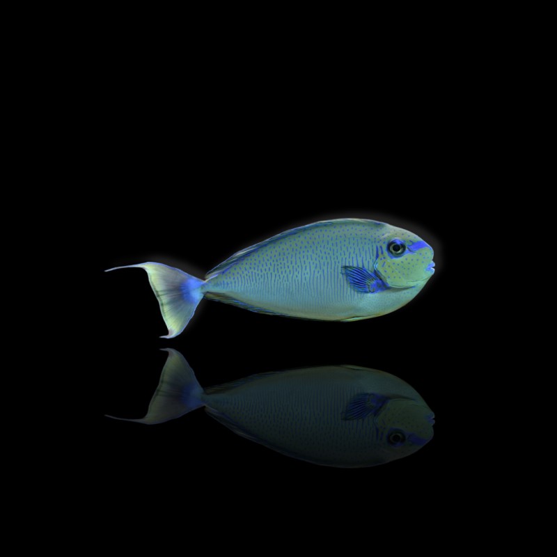 Naso Vlamingingii, Flämischer Doktorfisch Naso Vlamingingii, Flämischer Doktorfisch