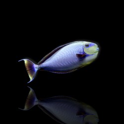 Naso Vlamingingii, Flämischer Doktorfisch