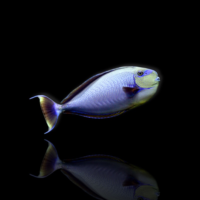 Naso Vlamingingii, Flämischer Doktorfisch Naso Vlamingingii, Flämischer Doktorfisch