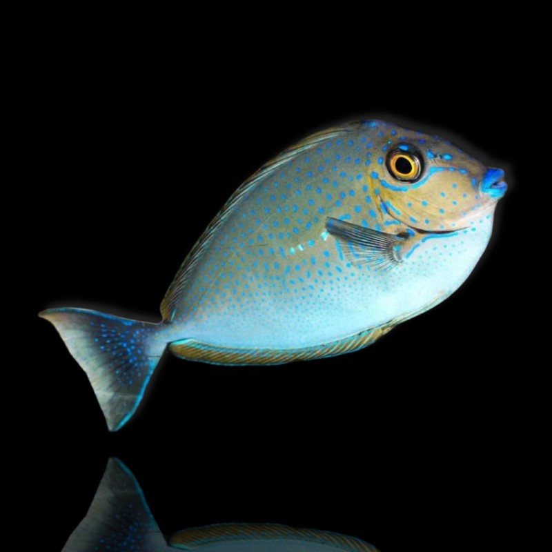 Naso Vlamingingii, Flämischer Doktorfisch Naso Vlamingingii, Flämischer Doktorfisch