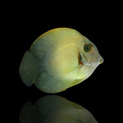 Möchten Sie Acanthurus Chronixis kaufen?| Coralandfishstore.nl