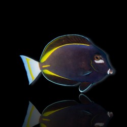 Acanthurus nigricans glaucopareius – Samt-Doktorfisch