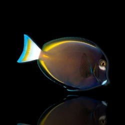 Acanthurus nigricans glaucopareius – Samt-Doktorfisch