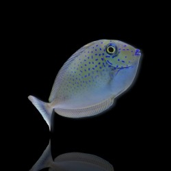 Naso Lopezi| Coralandfishstore.nl