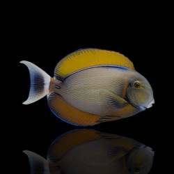 Acanthurus Bariene| Coralandfishstore.nl