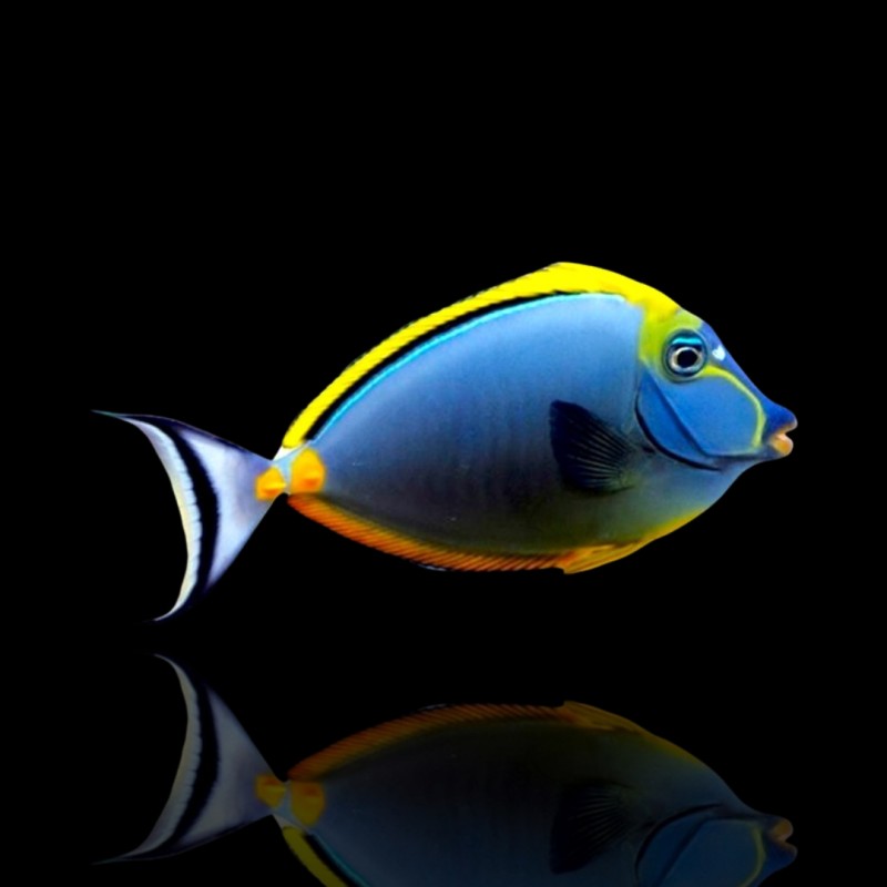 Naso Elegans Kuhkopf kaufen? | Coralandfishstore.nl