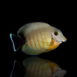 Acanthurus Tristis – Nachahmer des Eibli-Arzts