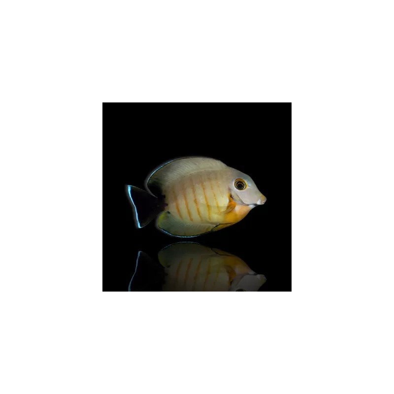 Acanthurus Tristis – Nachahmer des Eibli-Arzts