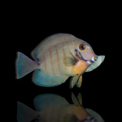 Acanthurus Tristis – Nachahmer des Eibli-Arzts