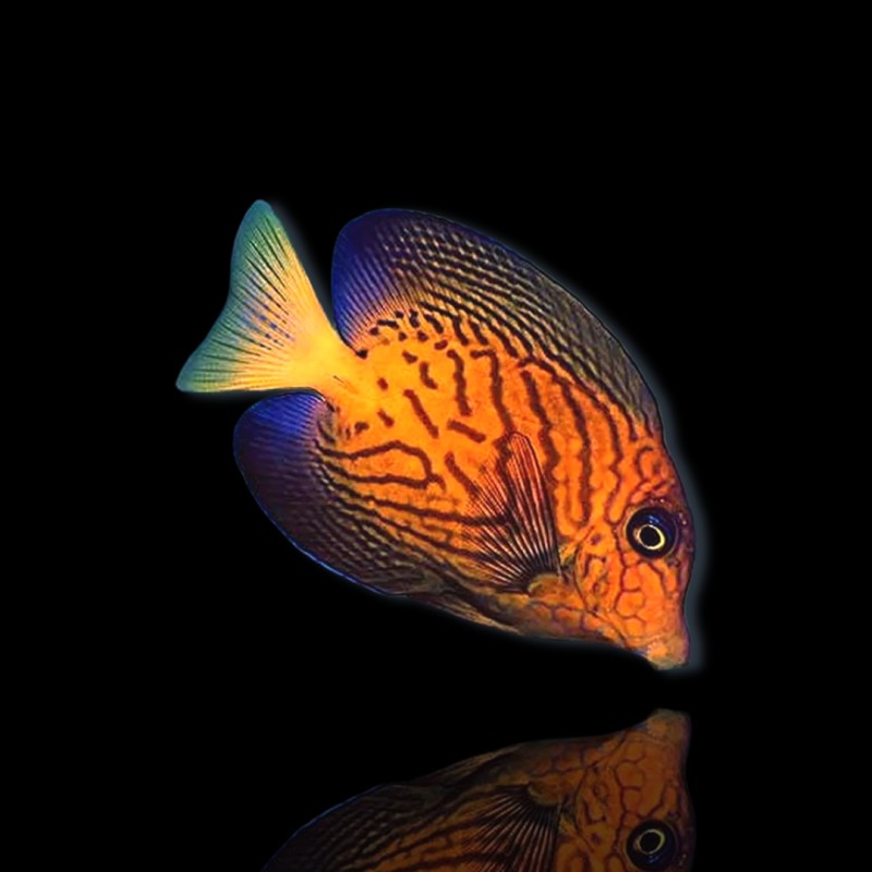 Ctenochaetus Hawaiiensis