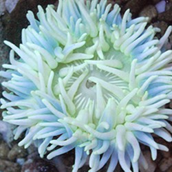 Macrodactyla Doreensis Wit