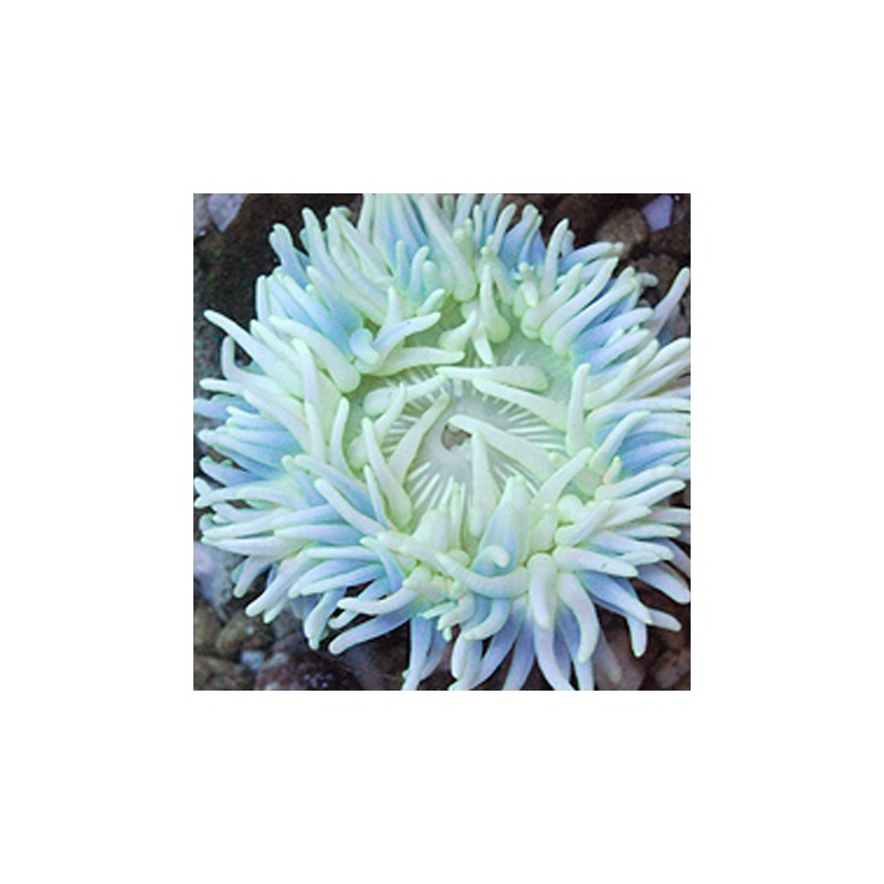 Macrodactyla Doreensis Wit