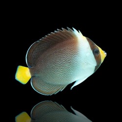 Chaetodontoplus Mesoleucus | Coralandfishstore.nl