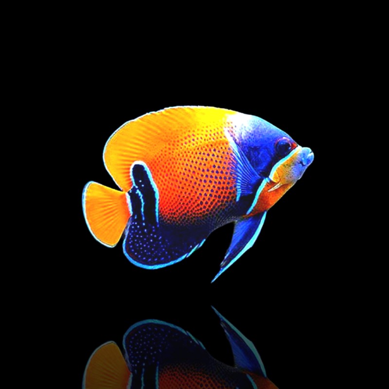 Möchten Sie Pomacanthus Navarchus kaufen? | Coralandfishstore.nl Möchten Sie Pomacanthus Navarchus kaufen? | Coralandfishstore.nl