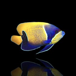 Möchten Sie Pomacanthus Navarchus kaufen? | Coralandfishstore.nl