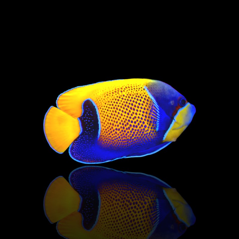 Möchten Sie Pomacanthus Navarchus kaufen? | Coralandfishstore.nl Möchten Sie Pomacanthus Navarchus kaufen? | Coralandfishstore.nl