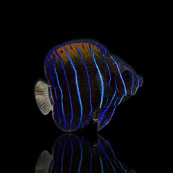 Möchten Sie Pomacanthus Navarchus kaufen? | Coralandfishstore.nl