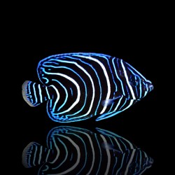 Pomacanthus Semicirculatis kaufen?| Coralandfishstore.nl