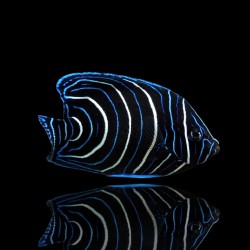 Pomacanthus Semicirculatis kaufen?| Coralandfishstore.nl