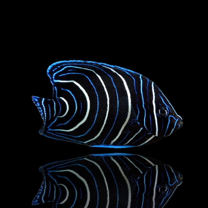 Pomacanthus Semicirculatis kaufen?| Coralandfishstore.nl