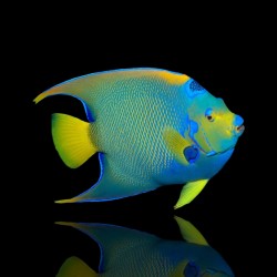 Möchten Sie Holacanthus Ciliaris kaufen?| Coralandfishstore.nl