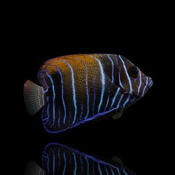 Coralandfishstore.nl √ Pomacanthus Navarchus Juv L