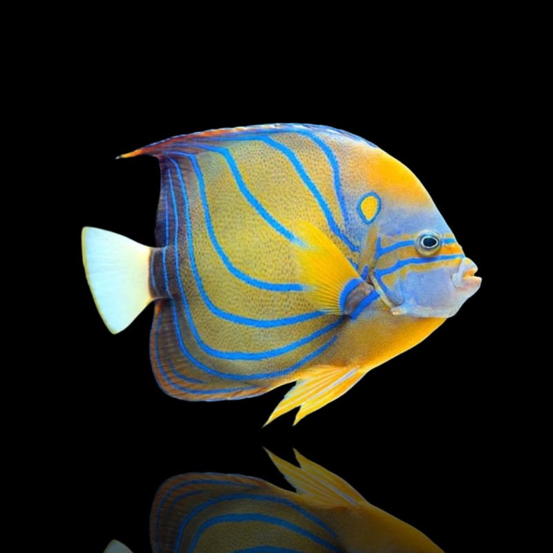 Pomacanthus Annularis | Coralandfishstore.nl Pomacanthus Annularis | Coralandfishstore.nl