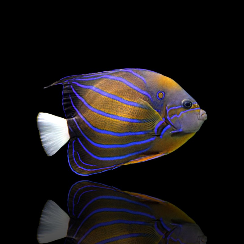 Pomacanthus Annularis | Coralandfishstore.nl Pomacanthus Annularis | Coralandfishstore.nl