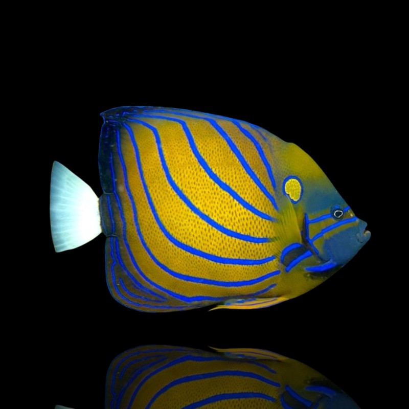 Pomacanthus Annularis | Coralandfishstore.nl