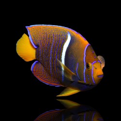 Möchten Sie Holacanthus Passer kaufen? | Coralandfishstore.nl