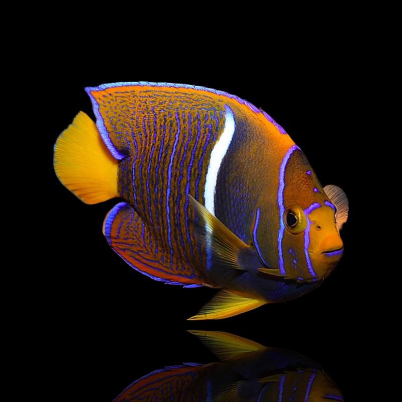Möchten Sie Holacanthus Passer kaufen? | Coralandfishstore.nl Möchten Sie Holacanthus Passer kaufen? | Coralandfishstore.nl