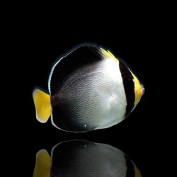 Chaetodontoplus Mesoleucus | Coralandfishstore.nl