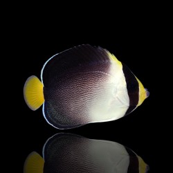 Chaetodontoplus Mesoleucus | Coralandfishstore.nl