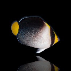 Chaetodontoplus Mesoleucus | Coralandfishstore.nl