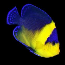 Möchten Sie Holacanthus Venustus kaufen? | Coralandfishstore.nl