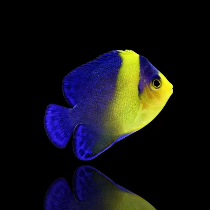 Möchten Sie Holacanthus Venustus kaufen? | Coralandfishstore.nl Möchten Sie Holacanthus Venustus kaufen? | Coralandfishstore.nl