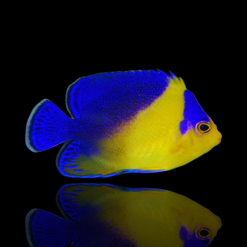 Möchten Sie Holacanthus Venustus kaufen? | Coralandfishstore.nl Möchten Sie Holacanthus Venustus kaufen? | Coralandfishstore.nl