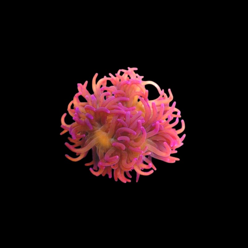 Macrodactyla Doreensis Rot Macrodactyla Doreensis Rot
