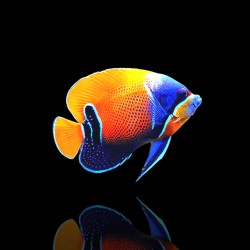 Coralandfishstore.nl √ Pomacanthus Navarchus (L)