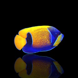 Coralandfishstore.nl √ Pomacanthus Navarchus (L)