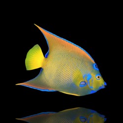 Möchten Sie Holacanthus Ciliaris kaufen?| Coralandfishstore.nl