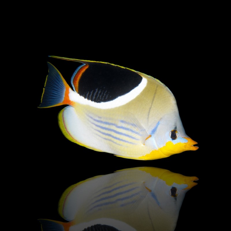 Chaetodon Ephippium (M) bestellen? l Coralandfishstore.nl