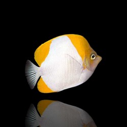 Coral And Fishstore - hemitaurichthys polyepsis - Pyramidenfalter