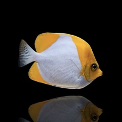 Coral And Fishstore - hemitaurichthys polyepsis - Pyramidenfalter